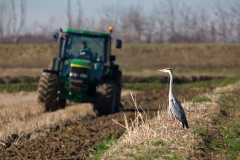 lavoro-aratura-risaia-dop-uccello